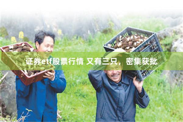 证券etf股票行情 又有三只，密集获批